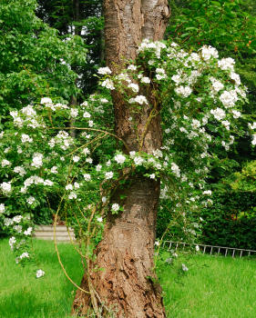 White climbing rose trained up tree.